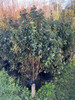 Laurentino Cerco Vivo Envío Variedad D Tamaños Huella Jardin 3