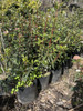 Laurentino Cerco Vivo Envío Variedad D Tamaños Huella Jardin 4