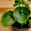 Pilea Peperomioides Mac 14 2
