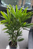 Palmera Raphis Super Tupidas, Muy Decorativas 10 Litros 4