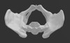 Pelvis Femenina Estudio Jmc 3d 4
