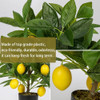 Plantas Artificiales Maceta 15.7 Pulgadas, Árbol Limón Árbol 2