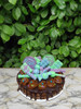 Torta Chocotorta Decorada 7