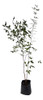 Árbol Nativo Chal Chal. Frutal. Grande. 0