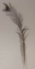 Plumas Pavo Real X13 6