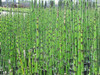 Plantas De Equisetum, Cola De Caballo. 2