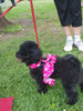 Pretal Para Perro Mediano Con Correa Y Formato De Minnie 1