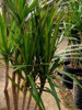 Palmera Marginata Drácena 4