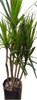 Palmera Marginata Drácena 6