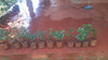 Planta Cerella Nativa - E.gratis Caba Y Gba 2 Planta Cerella Nativa - E.gratis Caba Y Gba 2
