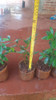 Planta Cerella Nativa - E.gratis Caba Y Gba 3 Planta Cerella Nativa - E.gratis Caba Y Gba 3