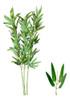 3 Bambu Bambuzinho Planta Artificial 1,05m Decoração Haste 0