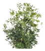 Pittosporum Tobira: Azarero 0 Pittosporum Tobira: Azarero 0