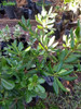 Pittosporum Tobira: Azarero 1 Pittosporum Tobira: Azarero 1