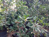 Pittosporum Tobira: Azarero 2 Pittosporum Tobira: Azarero 2