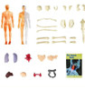 Modelo De Anatomia Do Corpo Humano Para Kits De Ciências Edu 3