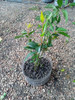 Plantas De Laurel Comestible Ecológico 0