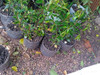 Plantas De Laurel Comestible Ecológico 1