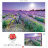 Puzzle Rompecabezas 1000 Educa Bicicleta Campo De Lavanda 2