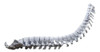 Columna Vertebral Articulada 0