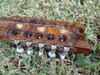Antiguo Charango Con Incrustaciones En Huesos. 4