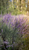 Lavanda Flor Seca 100 Gramos 3