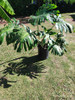 Planta De Monstera ,(esqueleto De Caballo) 2 Planta De Monstera ,(esqueleto De Caballo) 2
