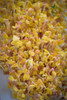 Brote Germinado Orgánico De Rabanito 4