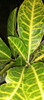 Croton 0 Croton 0