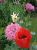 Amapolas Para Sembrar 2