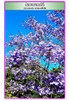 Semillas De Jacarandá 0