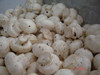 Champiñones Blancos Primera Calidad - 1 Kg 2