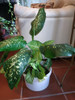 Duo De Plantas Diffembachia Con Zingonio 4