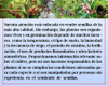 Semillas De Eucalipto Rosado (eucalyptus Grandis) 1