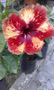 Hibiscos Hawaianos 0