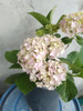 Hortencias 5