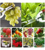 Tijeras D/podar Hylejhjy Herramienta P/bonsai Rojo 2