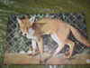Animales En El Bosque Panorama Infantil Coleccion Fauna 1969 1