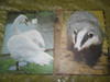 Animales En El Bosque Panorama Infantil Coleccion Fauna 1969 3