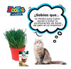 Hierba Para Gatos Zootec Semillas Gramíneas 2