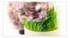 Hierba Para Gatos Zootec Semillas Gramíneas 4