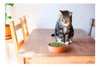 Hierba Para Gatos Zootec Semillas Gramíneas 5