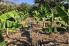 Sordidus Moleque Da Banana 2