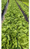 Sementes De Alface Americana Bs Aa0106  C/ 1.000 Sementes 7
