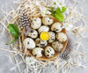 Huevos De Codorniz Orgánicos X Docena De Excelente Calidad 5