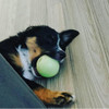 Chew King Pelota De Búsqueda Brillante 3 Pulgadas Paquete De 5