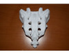 Hueso Sacro Practica Medica 2