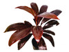 Cordyline Fruticosa 0