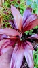 Cordyline Fruticosa 3