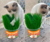 Grama Pra Gatos Mister Grama 1